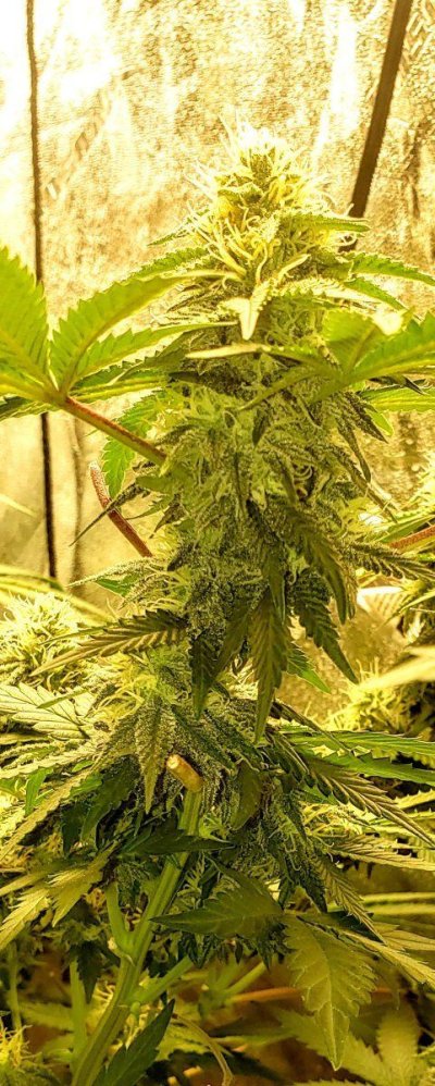 pHing the water, then adding fertilizer?