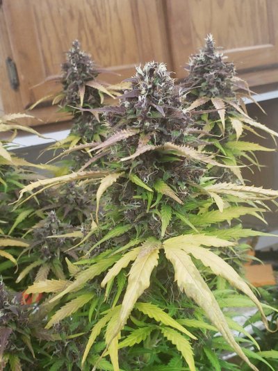 "💜💜💜☮️ (UNITY GROWS) LOVE, RESPECT AND UNDERSTANDING".