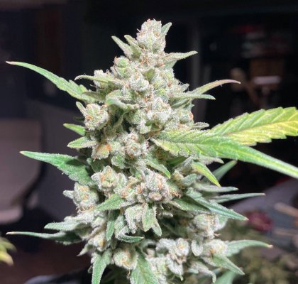 Let's See Your Frostiest Flowers