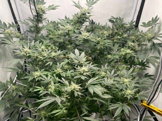 My Disappointing, even PATHETIC Grow!