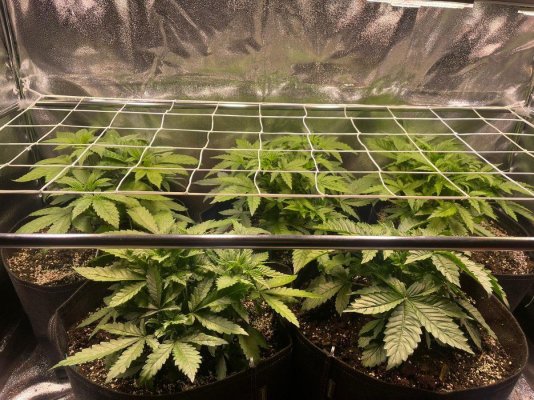 Test grow using Sanlight EVO 4 120 LED