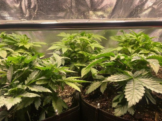 Test grow using Sanlight EVO 4 120 LED