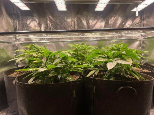 Test grow using Sanlight EVO 4 120 LED