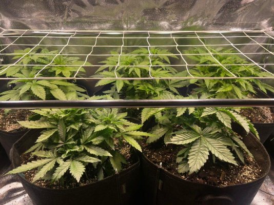 Test grow using Sanlight EVO 4 120 LED