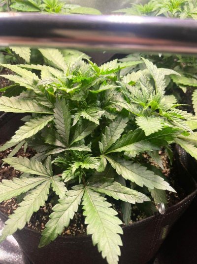 Test grow using Sanlight EVO 4 120 LED