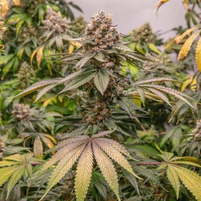 Romulan Genetics - Veteran Owned, Small Batch