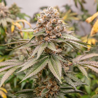 Romulan Genetics - Veteran Owned, Small Batch
