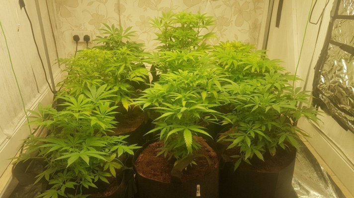 Silver skunk 9 plant 5x5 600W led grow