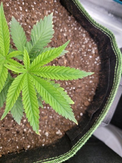 2-plants-same-strain-diff-signs-of-stress.jpg