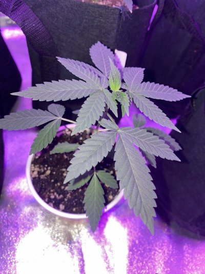 when-should-i-switch-to-flowering-4.jpg