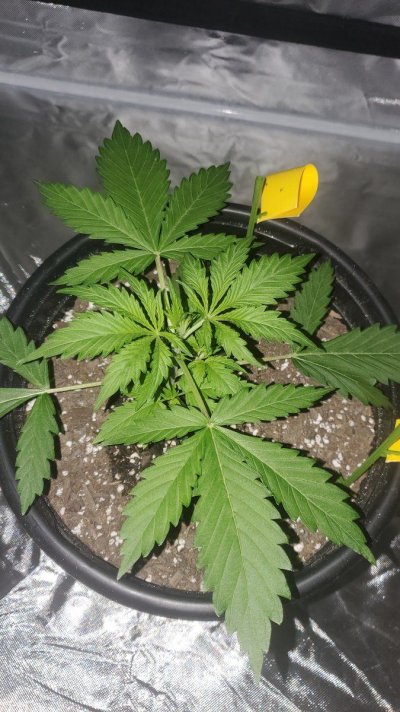 Same strain ( Northern Lights Auto)  different effects?