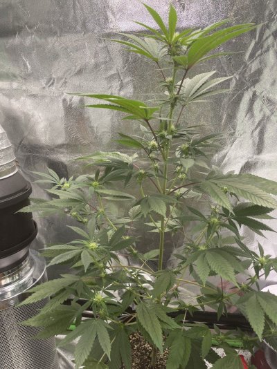Used too much Tiger Bloom, what should I do?