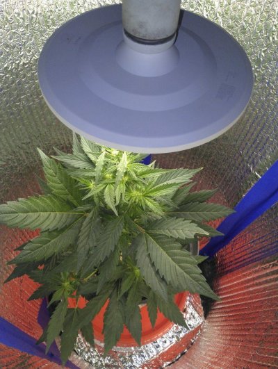 Budget grow light just for veg to keep continous growing