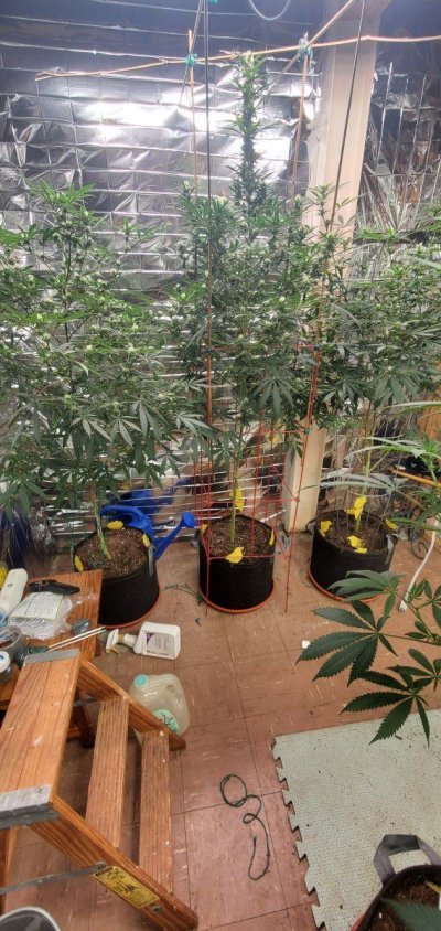 Should i be transplanting into bigger pots?