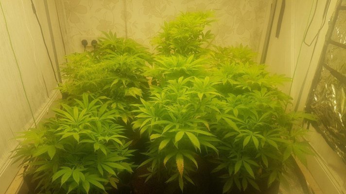 Silver skunk 9 plant 5x5 600W led grow