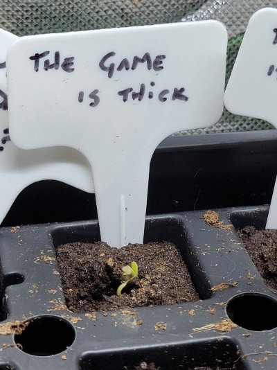 newbie-new-grow---7-strains-4.jpg