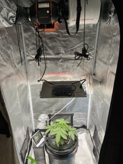 1st Grow ever. Chem Cookies from Mamiko Seeks and White Widow from 13th Axis