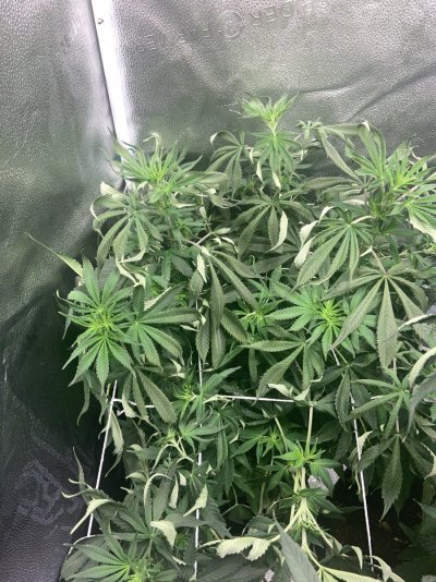 lost-power-plants-look-like-theyre-dying-2.jpeg
