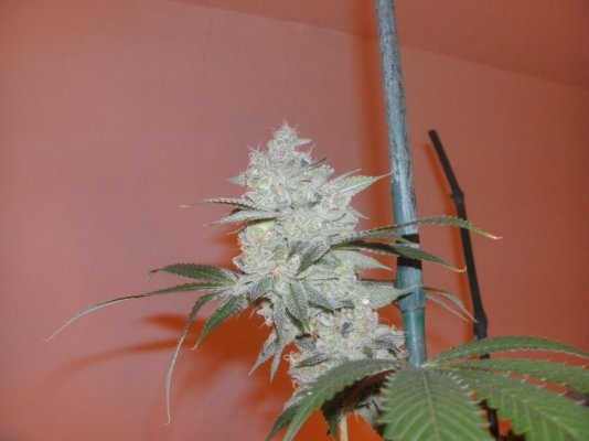Are these useful mota?