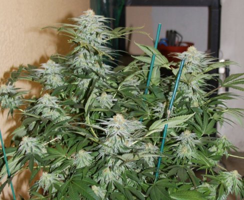 aurora-indica---frost-factory---2dog-4.jpg