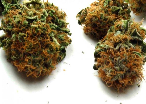 QDawg harvest macro pics