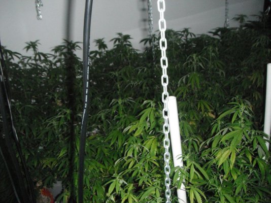 perpetual buds