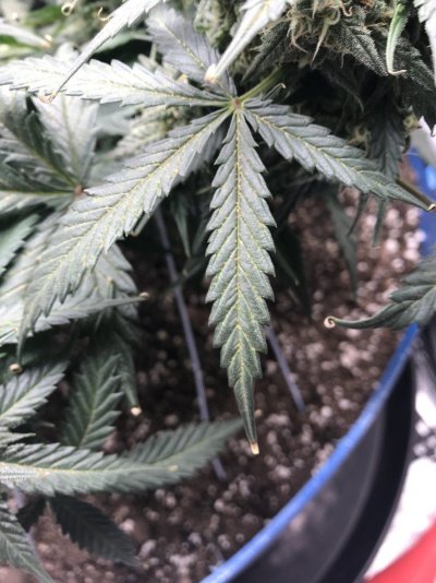 Need help to save my girls!