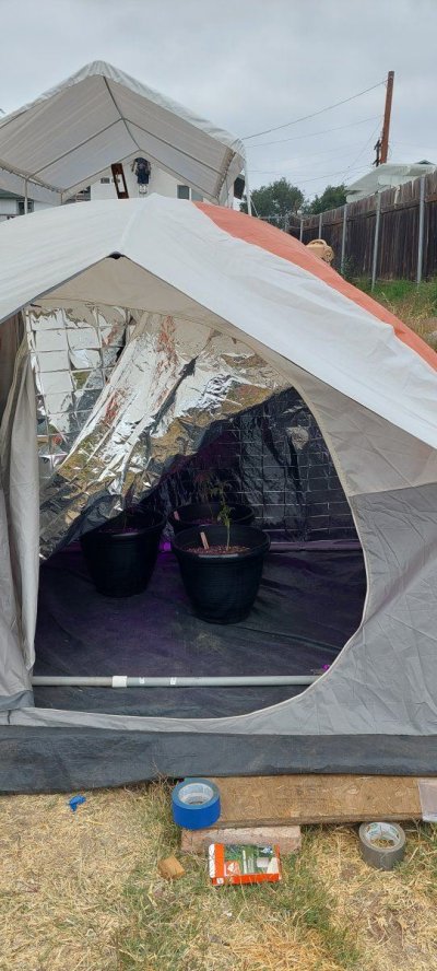my-poor-mans-grow-tent.jpg