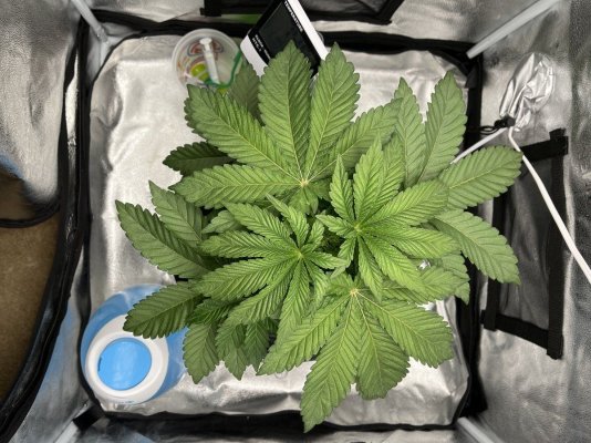 First time grow using DWC