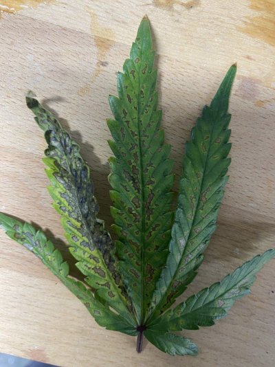 Starting week 3 flower and started a deficiency…go figure
