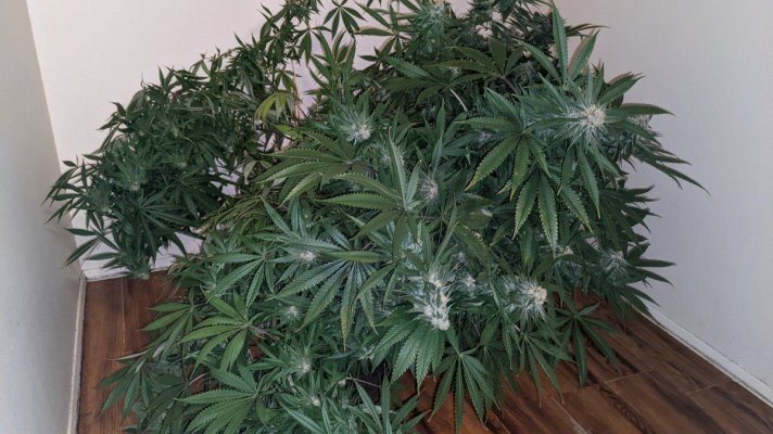 Bud Goodman's Perpetual Thread of Perpetually Good Buds, Man.
