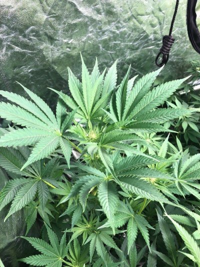 Some Dynasty Genetics, LIT and Sannie selections