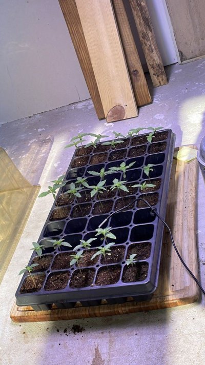 greenhouse-hydro-grow-first-attempt-12.jpeg