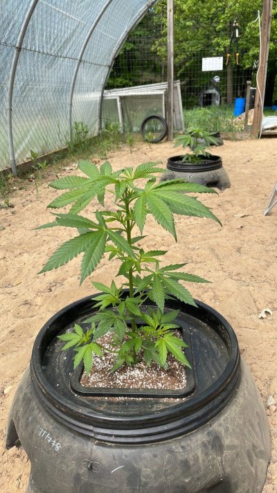 greenhouse-hydro-grow-first-attempt-15.jpeg