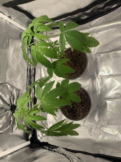 1st-time-grower-here-just-wanted-to-introduce-myself-3.jpg