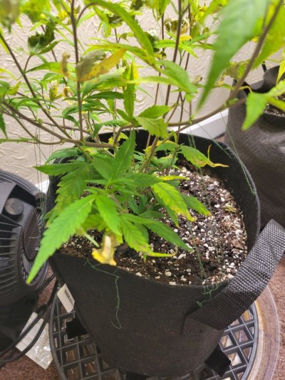 Yellow curled leaves with brown spots