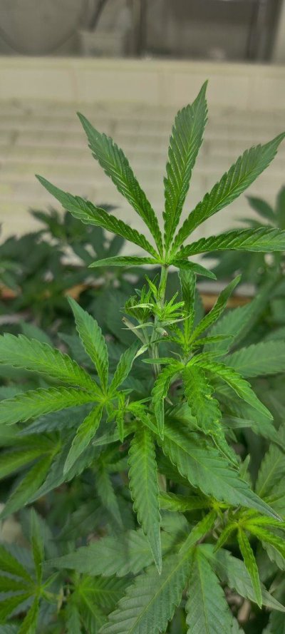 New growth tips/leafs yellow