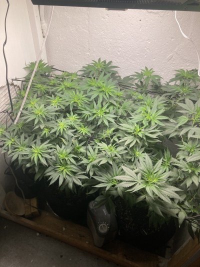 alpine-og-start-of-second-week-of-flower.jpeg