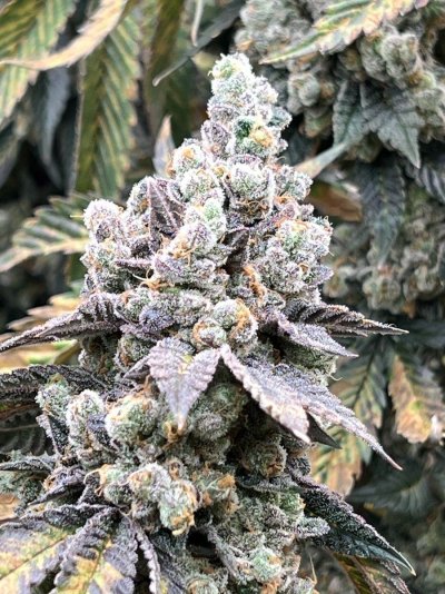 Jungle Boys - Mike Larry x LA Kush Cake