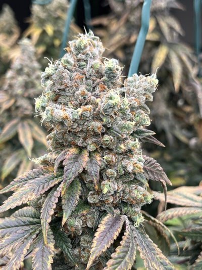 Jungle Boys - Mike Larry x LA Kush Cake