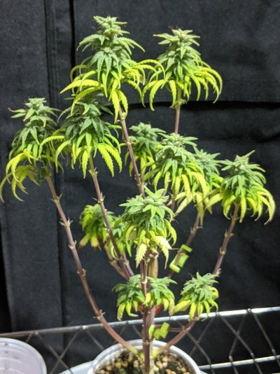 first-pollen-chucking-experiment-spring-2022-4.jpg