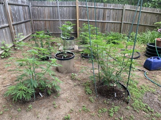 Outdoor Growth Rate Always Amazes Me
