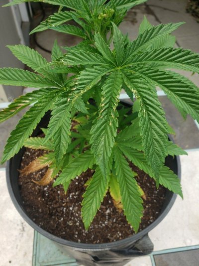 help-me-please-leaves-discoloring-3.jpg
