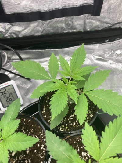 what-should-i-do-with-these-plants-2.jpeg