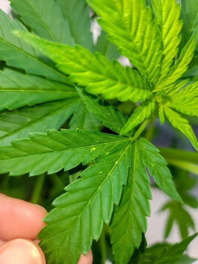 What going on with my plant??