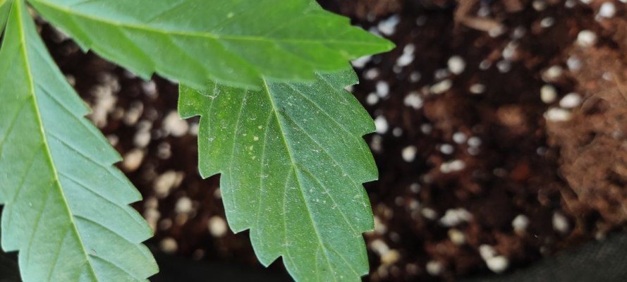 first-time-outdoor-auto-flowering-coco-white-marks-2.jpg