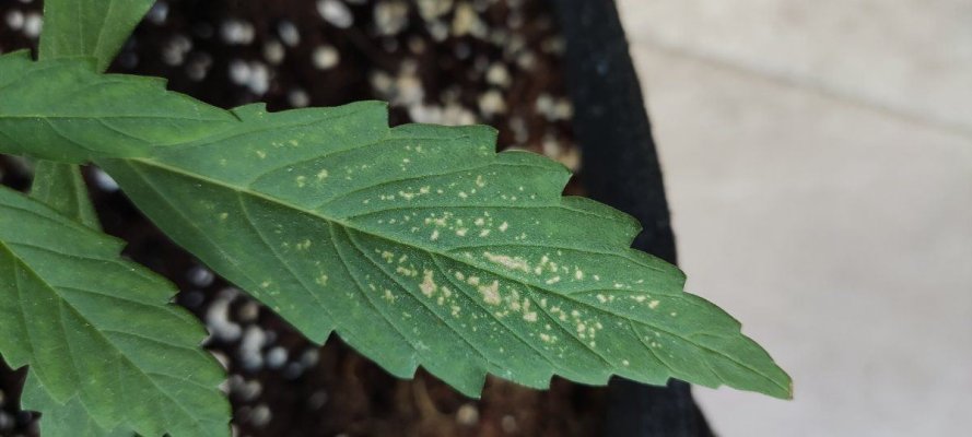 first-time-outdoor-auto-flowering-coco-white-marks-3.jpg