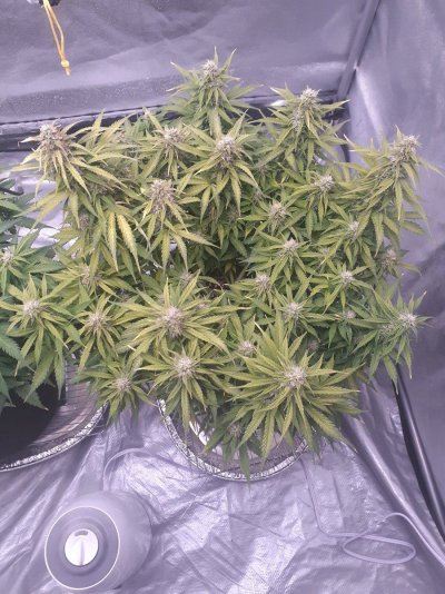 Leaves started yellowing  about 4 days ago need a bit of advice