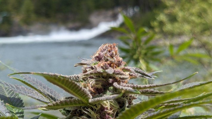 Bud Goodman's Perpetual Thread of Perpetually Good Buds, Man.