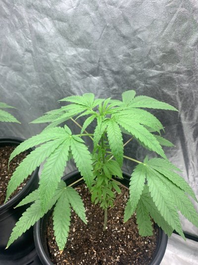 deficiency-possibly-any-help-or-ideas-2.jpeg